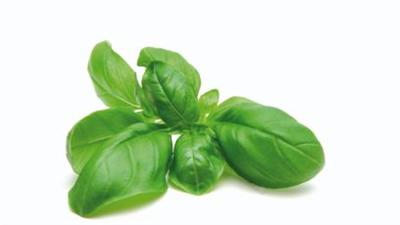 Basilico